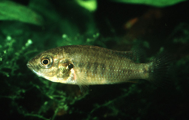 赞比西河褶唇丽鱼(Pseudocrenilabrus philander)