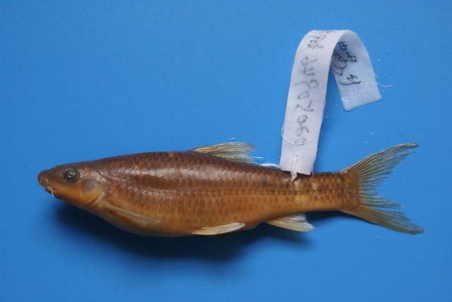 柳城拟缨鱼(Pseudocrossocheilus liuchengensis)