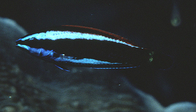 摩鹿加拟凿牙鱼(Pseudodax moluccanus)