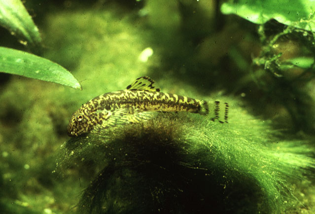 圆斑拟腹吸鳅(Pseudogastromyzon cheni)