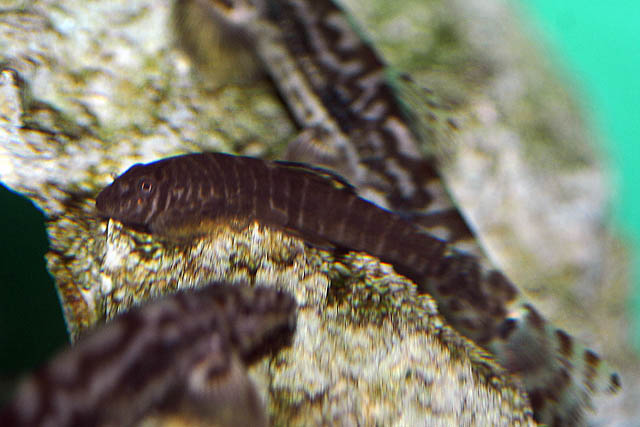 条纹拟腹吸鳅(Pseudogastromyzon fasciatus)