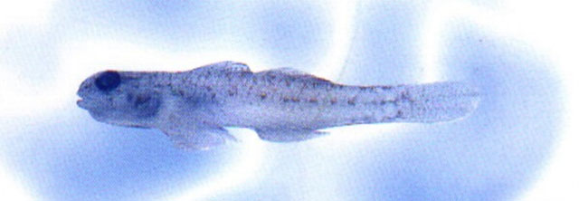 小口拟虾虎(Pseudogobius masago)