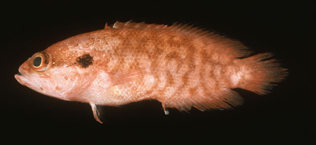 红纹拟线鲈(Pseudogramma erythrea)