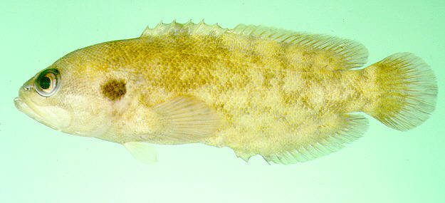 多棘拟线鲈(Pseudogramma polyacantha)