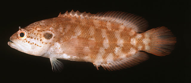 黄拟线鲈(Pseudogramma xantha)