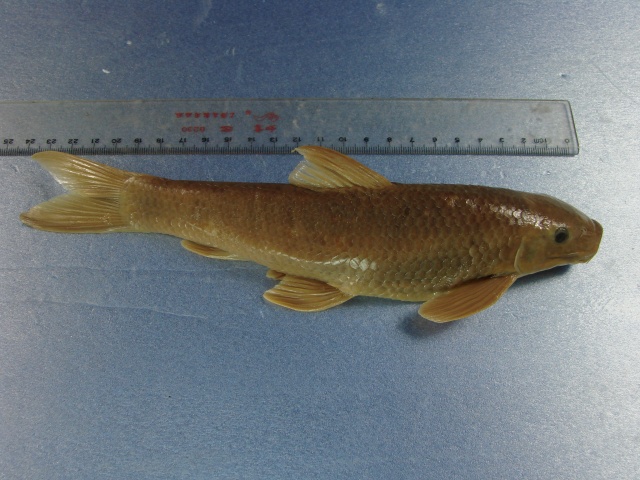 泉水鱼(Pseudogyrinocheilus prochilus)