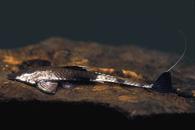 燕尾拟半齿甲鲇(Pseudohemiodon apithanos)