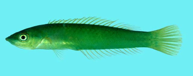 银腹似虹锦鱼(Pseudojuloides argyreogaster)