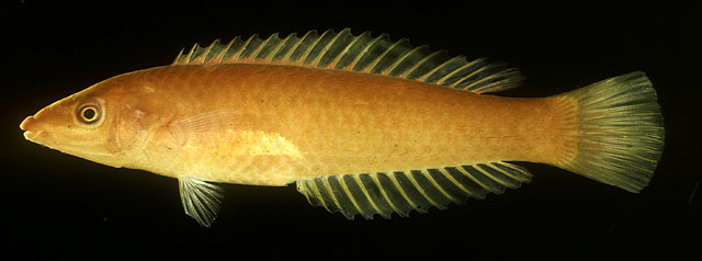 长体似虹锦鱼(Pseudojuloides elongatus)