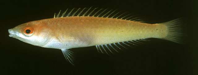 红眼似虹锦鱼(Pseudojuloides erythrops)