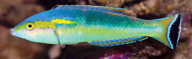 黄肩似虹锦鱼(Pseudojuloides xanthomos)