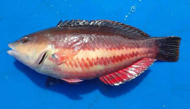红带拟隆头鱼(Pseudolabrus biserialis)