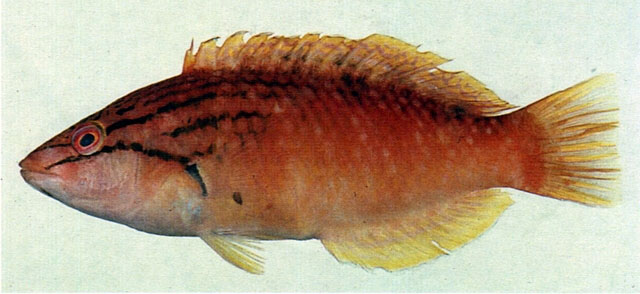 红项拟隆头鱼(Pseudolabrus eoethinus)