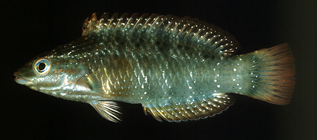 富氏拟隆头鱼(Pseudolabrus fuentesi)