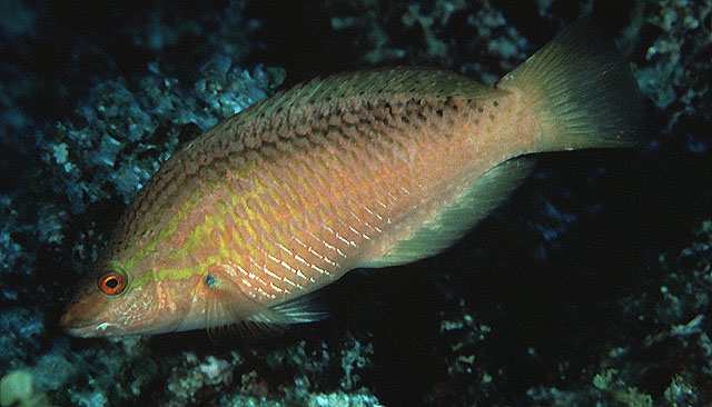 日本拟隆头鱼(Pseudolabrus japonicus)