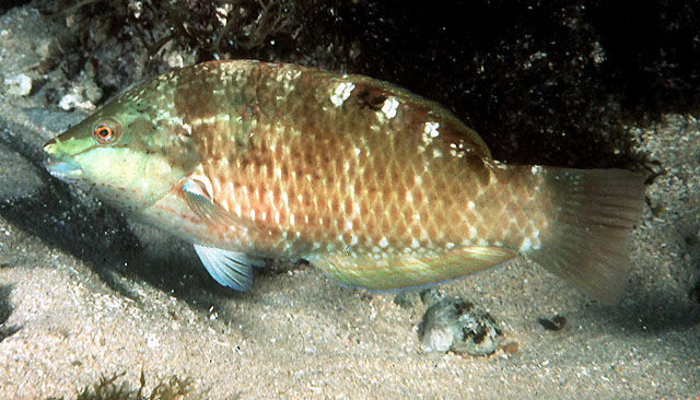 橙色拟隆头鱼(Pseudolabrus luculentus)