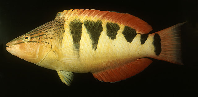 半花拟隆头鱼(Pseudolabrus semifasciatus)