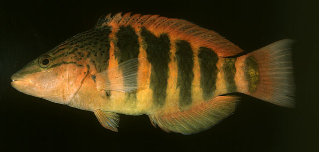 托氏拟隆头鱼(Pseudolabrus torotai)