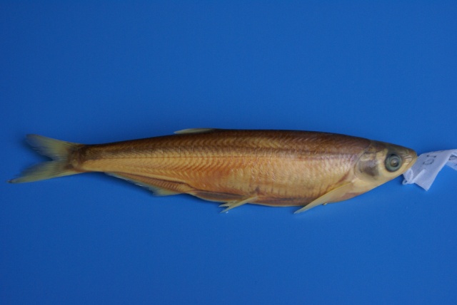 寡鳞飘鱼(Pseudolaubuca engraulis)