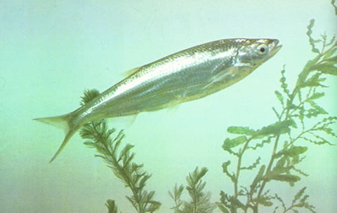 银飘鱼(Pseudolaubuca sinensis)