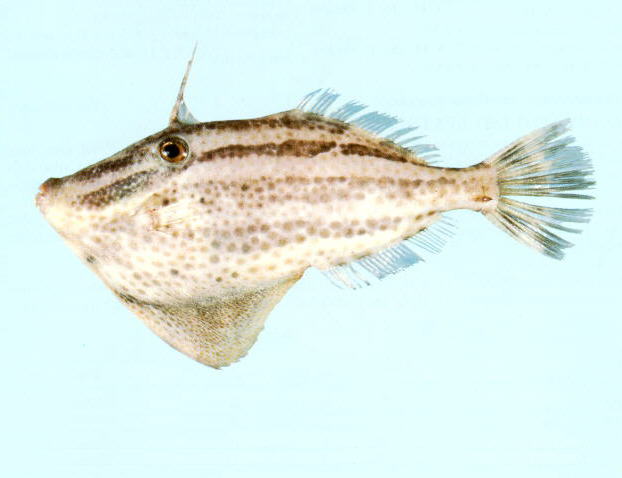 长体拟单角鲀(Pseudomonacanthus elongatus)