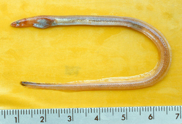 小鳍拟油鳗(Pseudomyrophis micropinna)