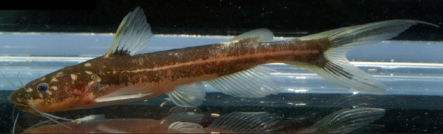 窄条拟鳠(Pseudomystus stenogrammus)