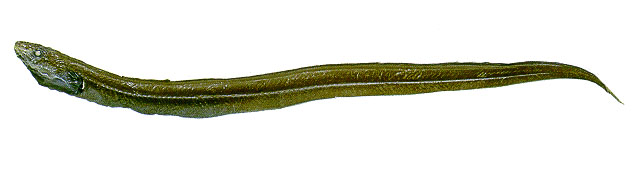 拟康吉鳗(Pseudophichthys splendens)