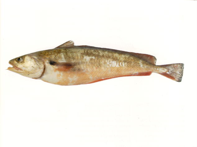 红拟褐鳕(Pseudophycis bachus)