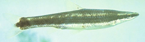 长麦穗鱼(Pseudorasbora elongata)