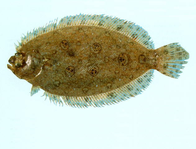 光亮斑鲆(Pseudorhombus argus)