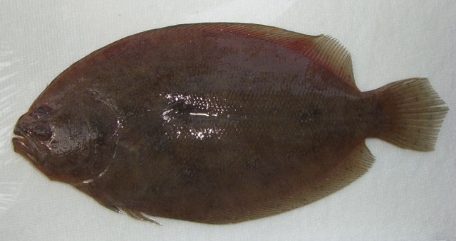 高体斑鲆(Pseudorhombus elevatus)