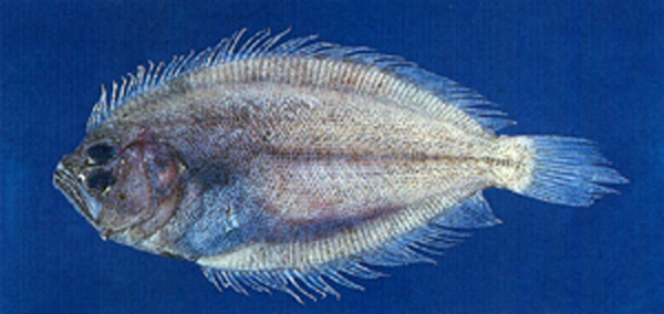 南海斑鲆(Pseudorhombus neglectus)