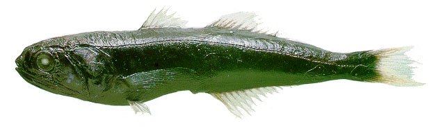 高鳍黑线岩鲈(Pseudoscopelus altipinnis)