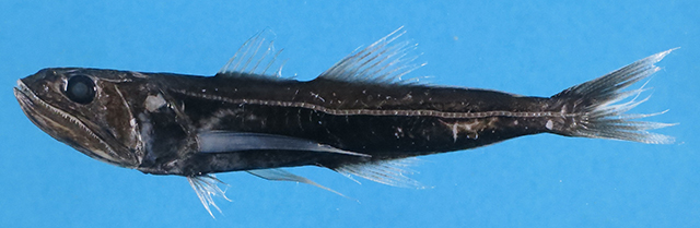 黑线岩鲈(Pseudoscopelus sagamianus)