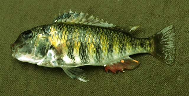 胸斑扁鼻丽鱼(Pseudosimochromis babaulti)