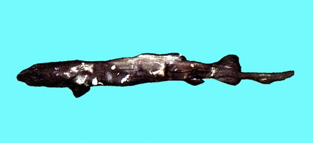 小齿拟皱唇鲨(Pseudotriakis microdon)