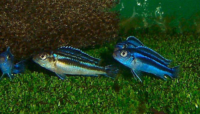 蓝纹若丽鱼(Pseudotropheus cyaneorhabdos)