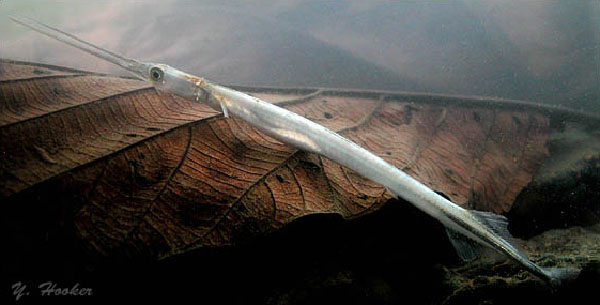 小头拟圆颌针鱼(Pseudotylosurus angusticeps)