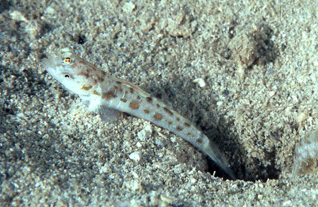 梅氏裸滑虾虎(Psilogobius mainlandi)