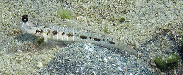 兰氏裸滑虾虎(Psilogobius randalli)