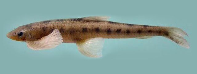 阿鲁纳查裸吻鱼(Psilorhynchus arunachalensis)