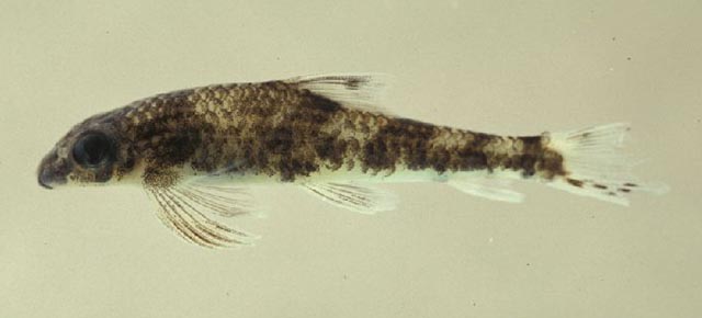短体裸吻鱼(Psilorhynchus breviminor)