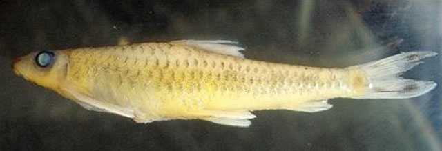 细裸吻鱼(Psilorhynchus nudithoracicus)