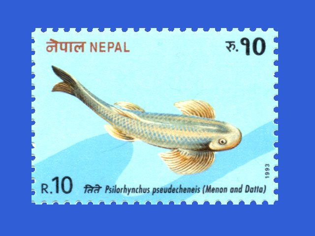 尼泊尔裸吻鱼(Psilorhynchus pseudecheneis)