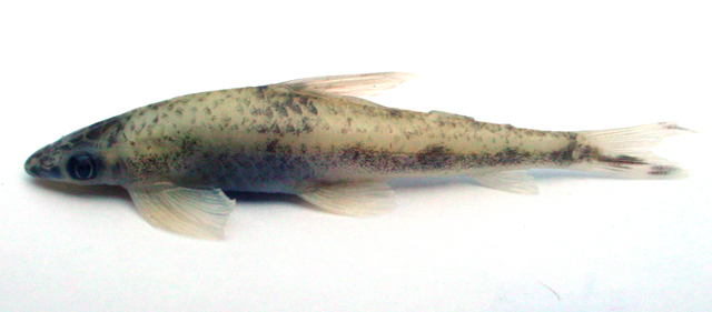 琥珀裸吻鱼(Psilorhynchus sucatio)
