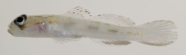 贝氏裸滑塘鳢(Psilotris boehlkei)