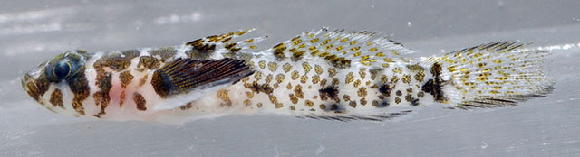 考氏裸滑塘鳢(Psilotris kaufmani)