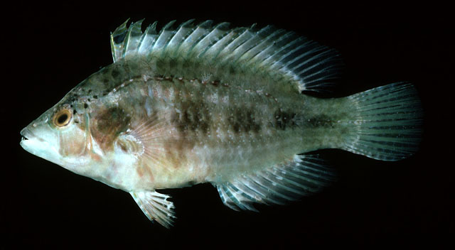 红海高体盔鱼(Pteragogus flagellifer)