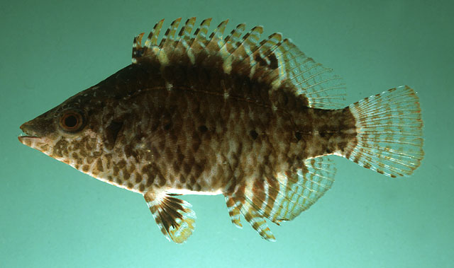 斑点高体盔鱼(Pteragogus guttatus)